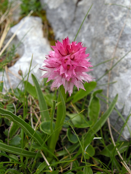 Nigritella widderi